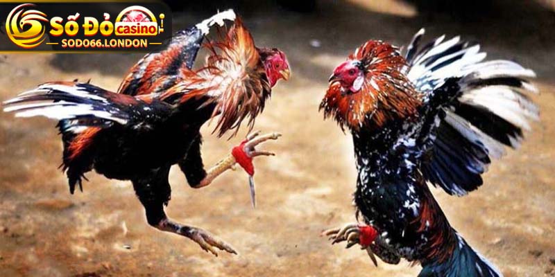 Đa dạng các giống gà  tham gia