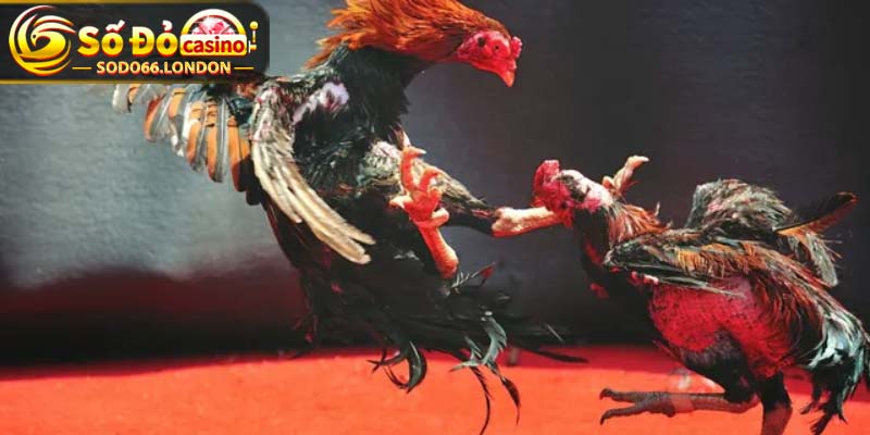 Luật cá cược đá gà cựa dao đơn giản, dễ hiểu